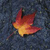 1785.gif